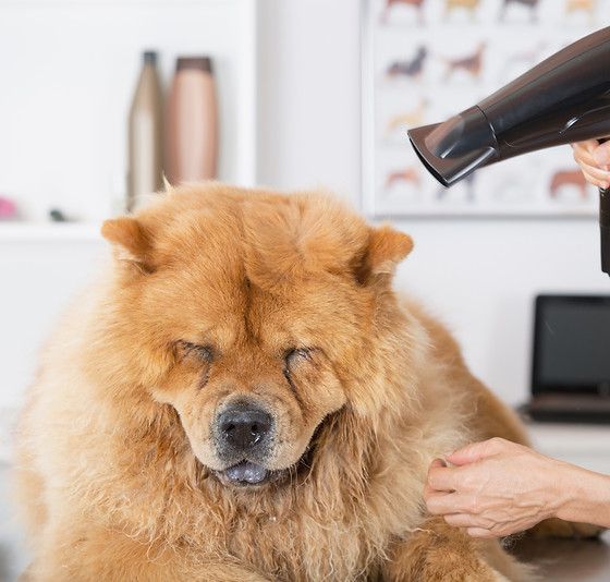 Canine hairdresser outlet